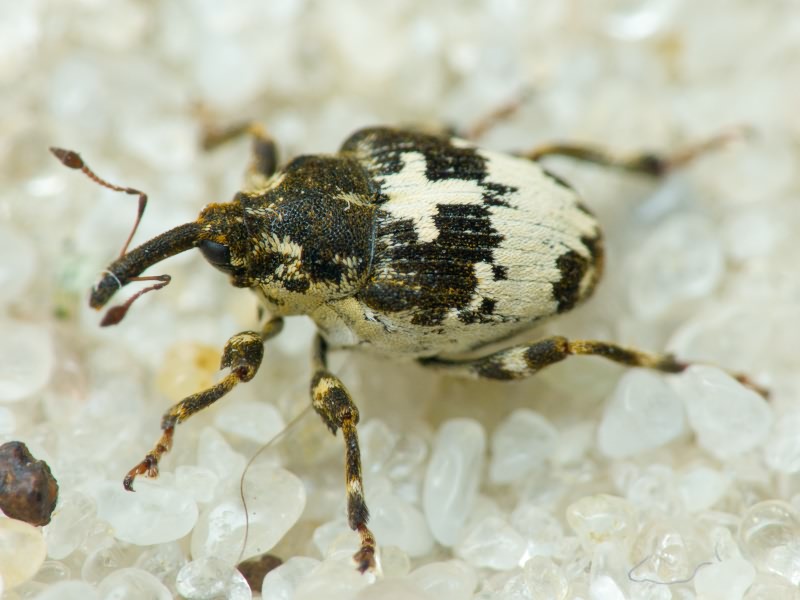 Mogulones dimidiatus Frivaldszky, 1865